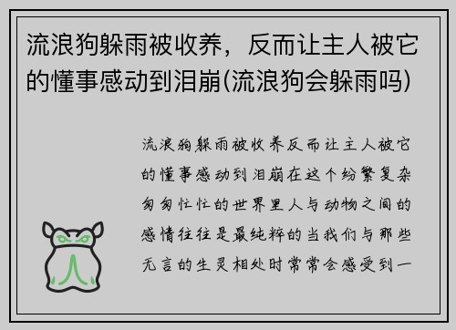 流浪狗躲雨被收养，反而让主人被它的懂事感动到泪崩(流浪狗会躲雨吗)